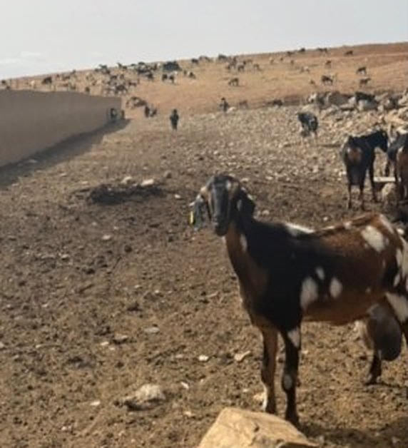 Cabras de la quesería